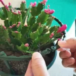 Untitled 7 3125a6ee 3c2d 4d89 a1c1 e01be3fa365f 1024x1024.webp